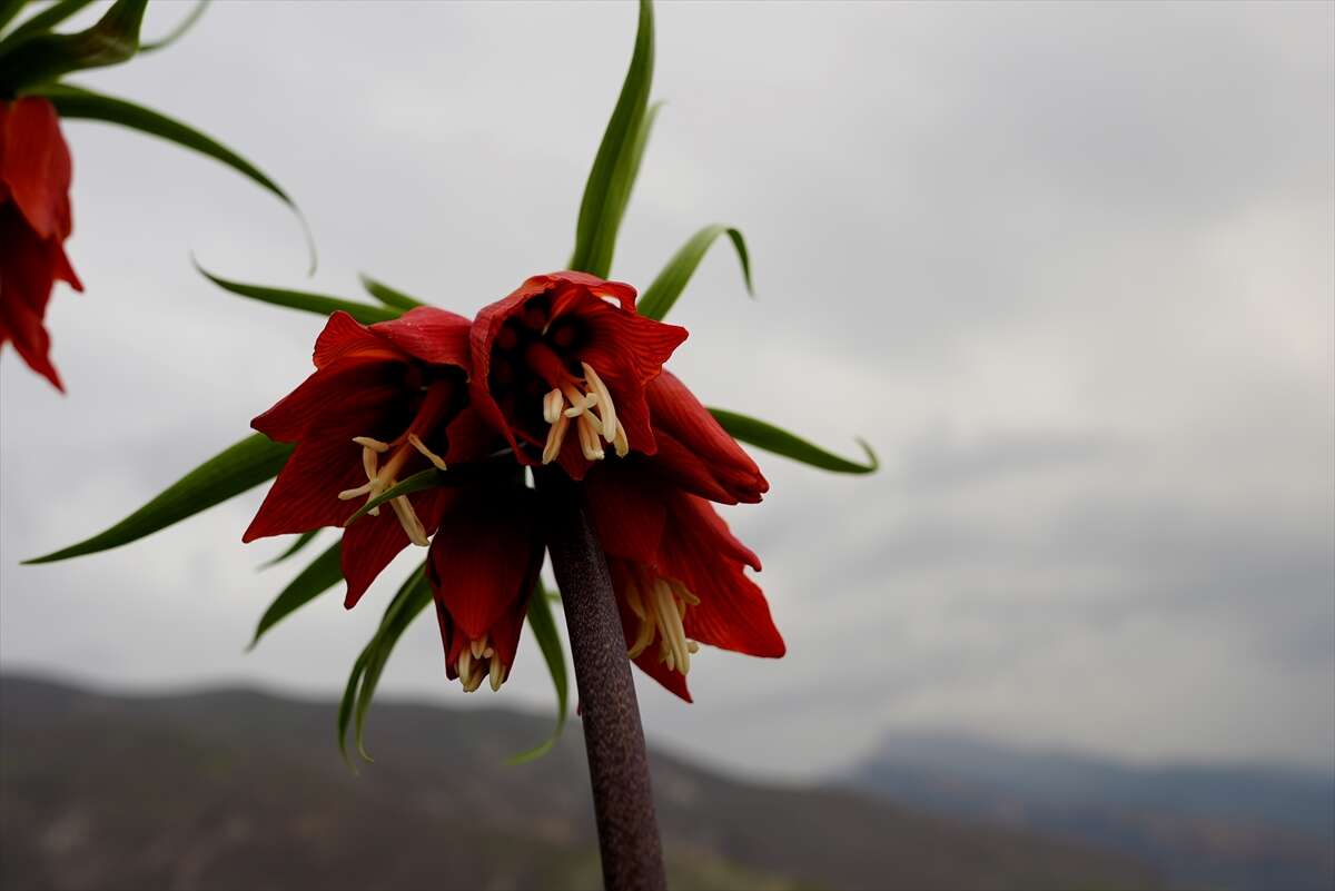 Ters laleler açtı, koparmanın cezası ise dudak uçuklattı 11